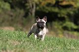 BOULEDOGUE FRANCAIS 620